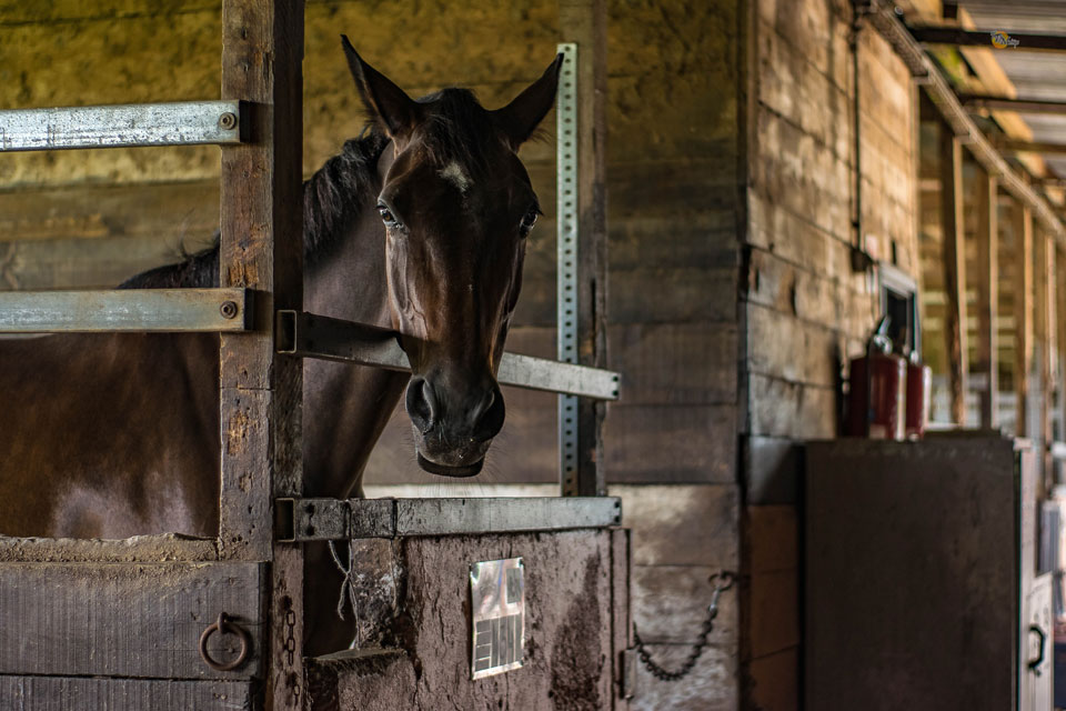 If you run an equestrian centre, the invoicing & accounting can be easy with Debitoor