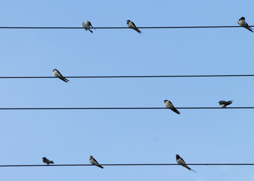 There are different VAT rates on the flat rate scheme depending on your business type. Like these birds on different wires.